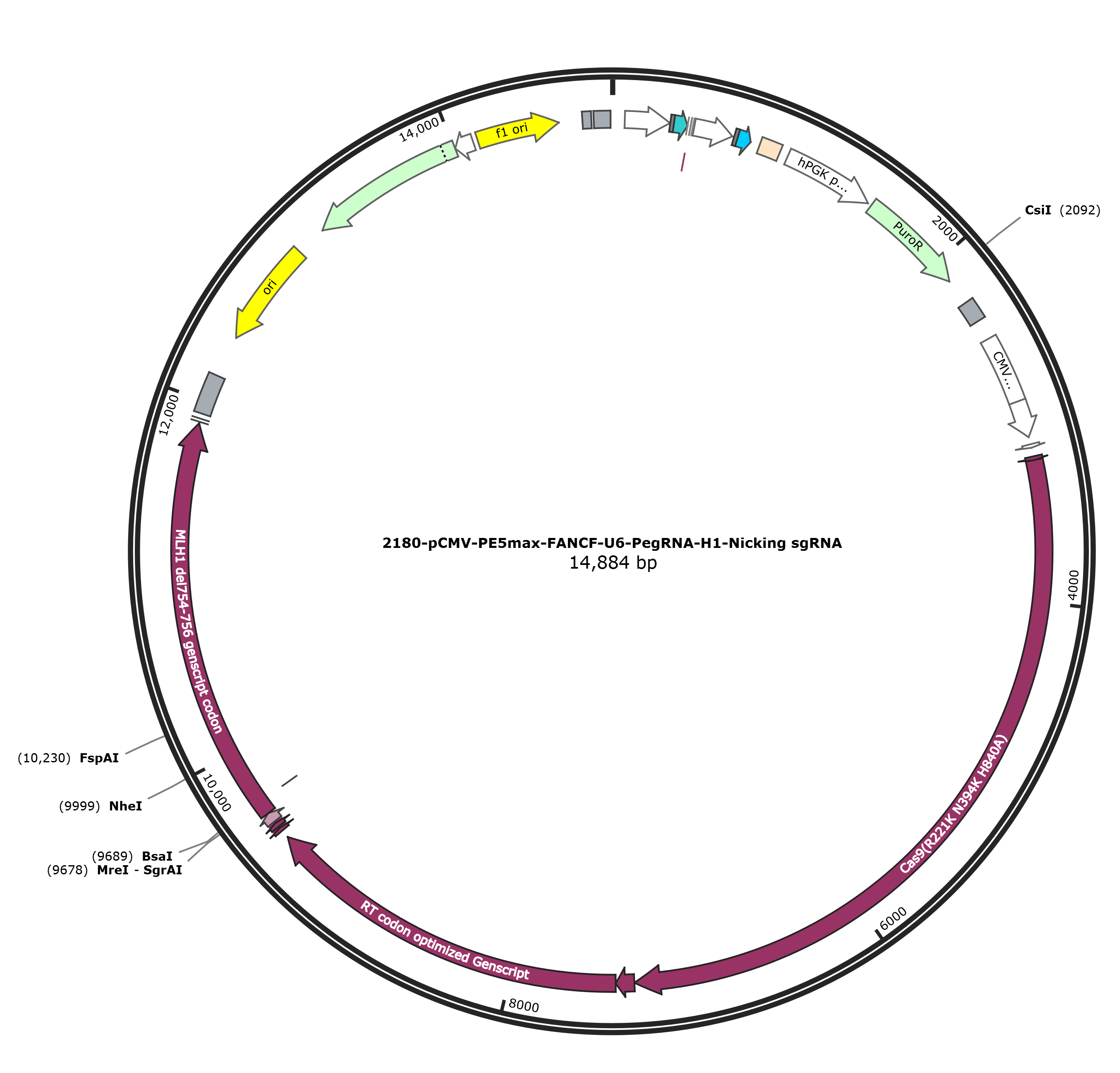 pCMV-PE5max-FANCF-U6-PegRNA-H1-Nicking sgRNA载体图谱.png